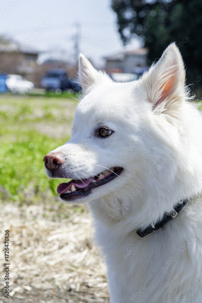 Obraz premium A white Japanese mixed-breed dog-8