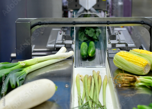 Fresh vegetables on conveyor belt being transported in food processing plant, food industry