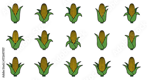 Rows of sweet corn cobs arranged neatly on white surface creating a simple pattern for harvest season, evoking a sense of abundance and agricultural richness.