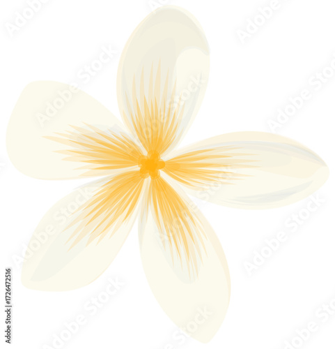 frangipani
