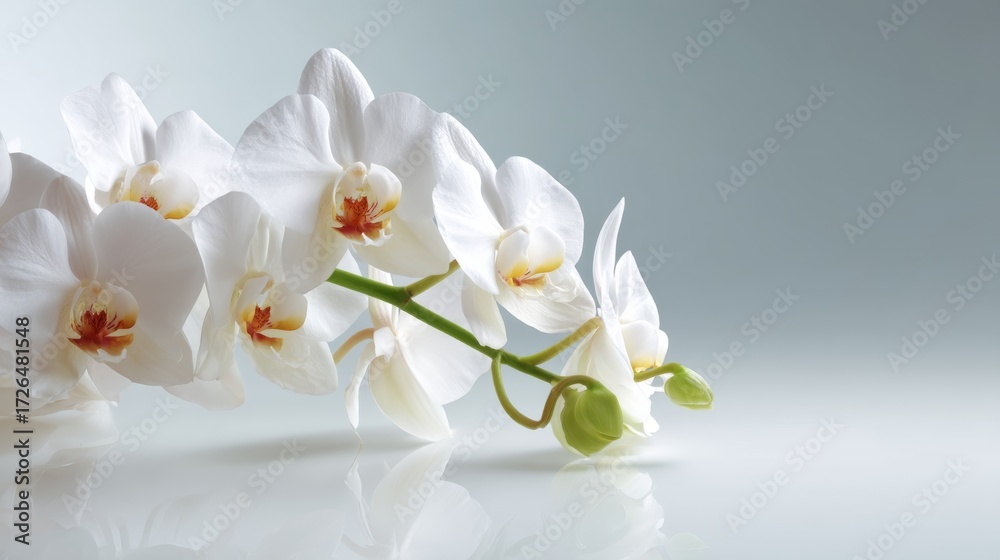 Obraz premium Frontal closeup of delicate white orchid blooms with soft even lighting, isolated on a clean background with shadowless depth and subtle copy space, evoking purity and elegance