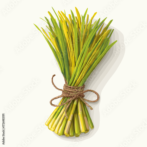 Bundle of Fresh Lemongrass Stalks Tied with Twine