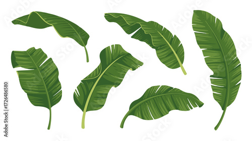 Collection of fresh green banana palm tree leaves, isolated vector illustration. Exotic botanical elements for tropical summer paradise and jungle decor