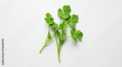 Cilantro Plant Isolated on White Background
