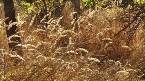 An autumn meadow with dried wild cereal flowers