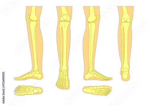 Human bones of the leg and foot from all sides