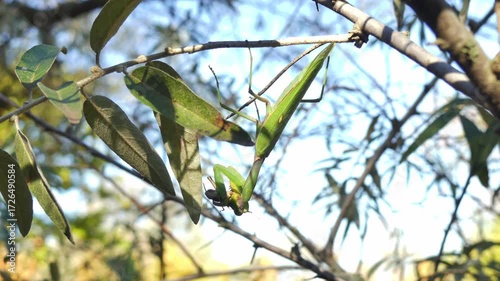The European mantis (Mantis religiosa) eats a grasshopper on a branch in a park.