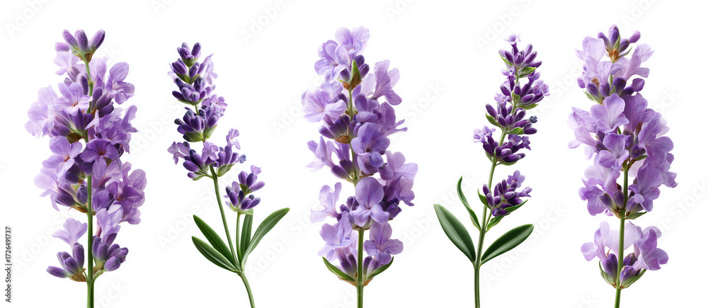 Fototapeta premium Set of Single purple Lavender Flower with Green Leaves isolated on white background 