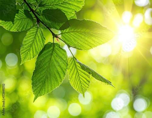 Bright Sunlight Through Green Leaves