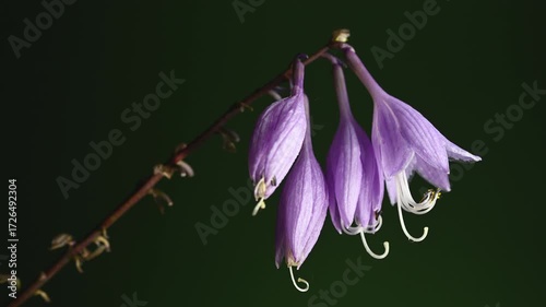 Hosta Purple Passion Blooms Against a Dark Background