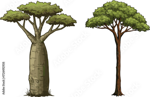 Baobab and Acacia Tree Comparison with Green Foliage and Grass Base on White Background for Nature, Botany, Ecology, and Education