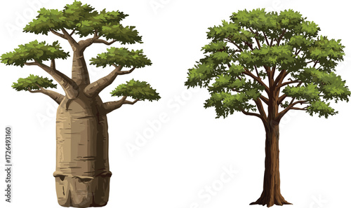 Baobab and Tropical Tree Comparison with Green Foliage and Grass Base on White Background for Nature, Botany, Ecology, and Education