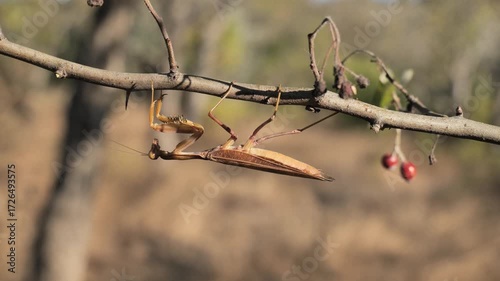 A praying mantis climbs branches in search of prey.
