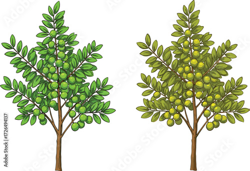 Fruit Tree Growth Comparison Showing Green and Yellow Foliage for Agricultural Education, Botanical Study, and Seasonal Vector Illustration Design