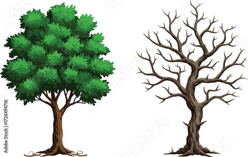 Leafy and Barren Tree Comparison with Sandals at Base on White Background for Nature, Seasons, Life Cycle, and Symbolic Themes