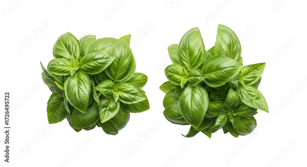 Fototapeta premium Fresh Basil Herb Top View Two Bunches