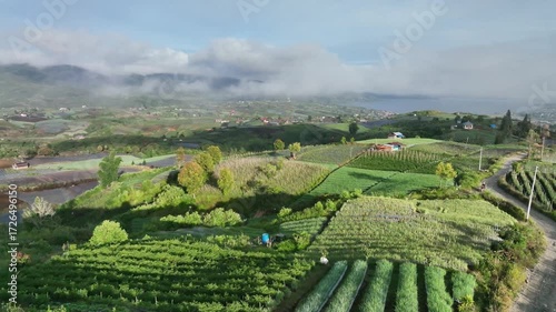 view of rice fields from above with a drone