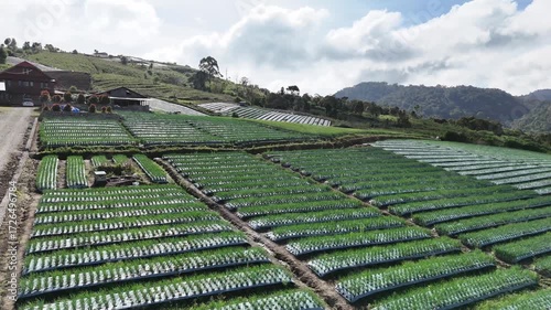 view of rice fields from above with a drone