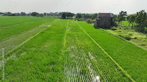 view of rice fields from above with a drone