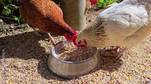 Overhead shot of chickens pecking grain together from a metal bowl outdoors