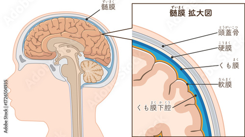 小児 こどもの大脳と髄膜 Children's cerebrum and meninges