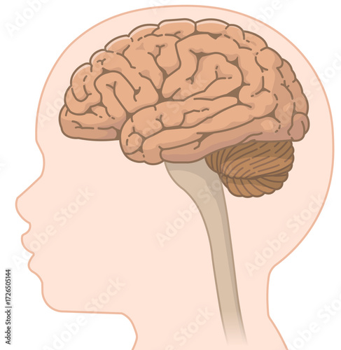 小児 こどもの大脳・小脳・延髄・脊髄 Pediatric brain, cerebellum, medulla oblongata, and spinal cord