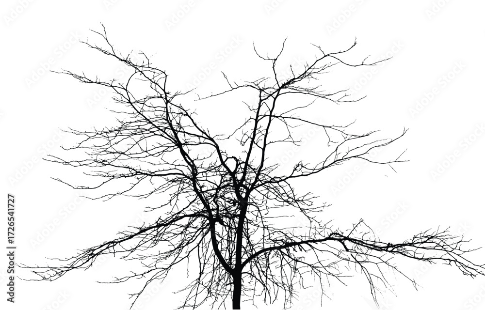 Fototapeta premium Silhouette of bare tree with branches isolated on white. Black and white vector illustration 