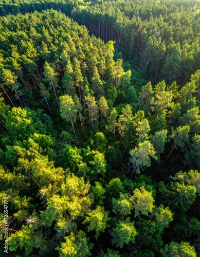 Dense forest canopy from above