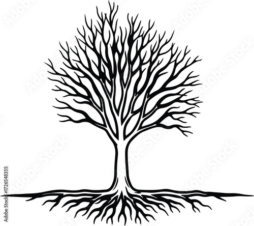 Vector Deciduous tree bare branches and roots silhouette Illustrator