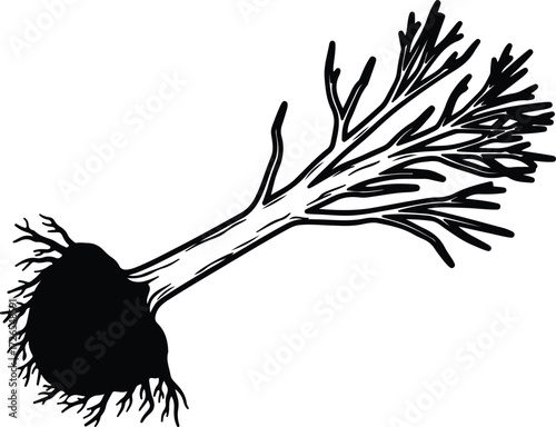 Vector Dill plant botanical herb spice ingredient silhouette Illustrator