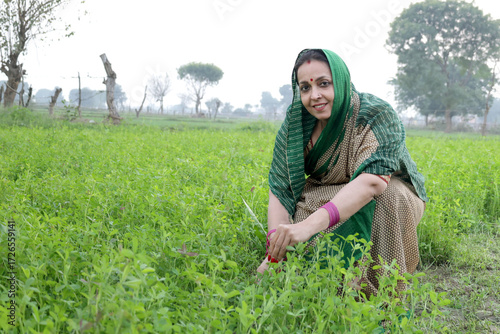 Εκτύπωση καμβά Indian rural woman farmer working in green agriculture field, female pick leaves, harvesting, village life