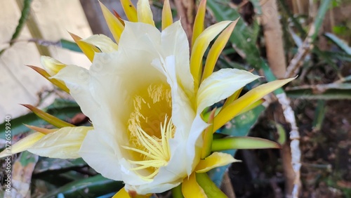 dragon fruit flower white yellow green beautyfull flower