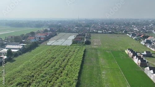 field of wheat in spring