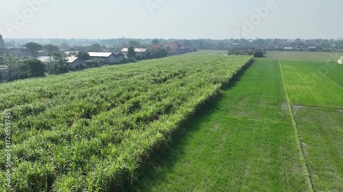 field of wheat in spring