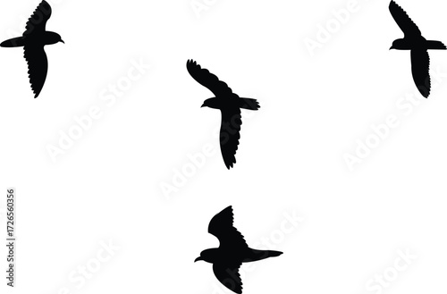 Flying Antarctic prion Bird Silhouette Design And Vector Illustration. 