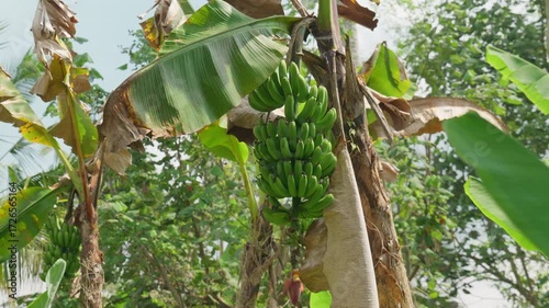 Many banana fruits grow on a banana tree with green leaves in a tropical forest