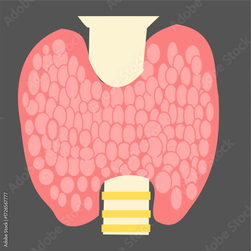 thyroid gland with trachea front view diagram useful educational biology science diagram.eps