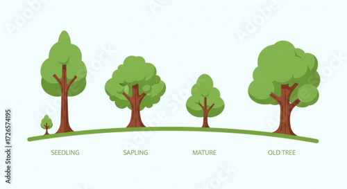 Illustration showing the life cycle of a tree from seedling to sapling to mature tree to old tree on green grass