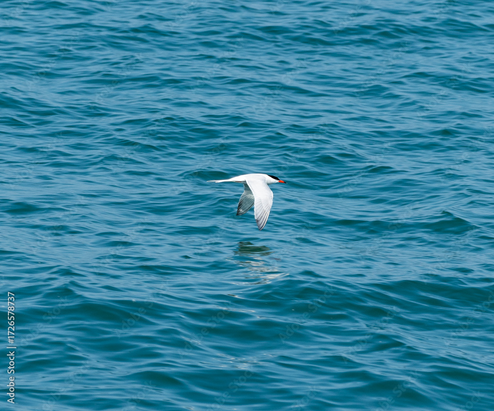 Obraz premium Common Tern (Sterna hirundo) Flying Low To Lake Michigan Water