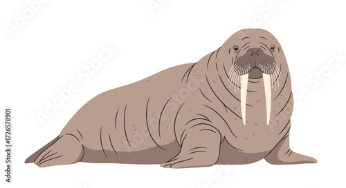 An overview of the walrus and its unique adaptations for arctic survival.