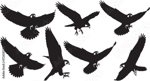 Birds of prey silhouette, falcons flying and landing, dynamic wing motion, predator behavior, wildlife vector, black illustration, raptor anatomy, nature study