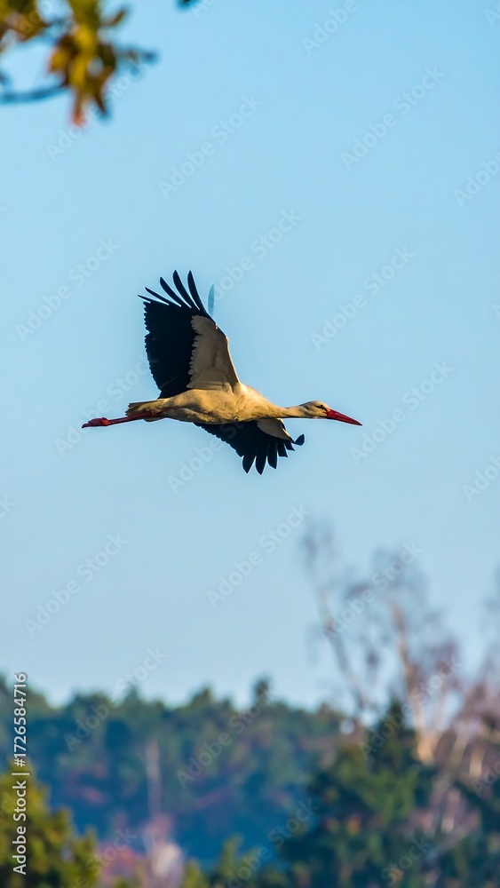 Obraz premium Stork in flight, serene sky