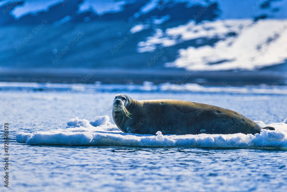 Obraz premium Bearded seal on a ice floe in arctic