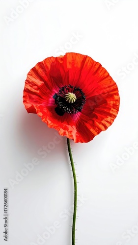 Close-up of a vibrant red poppy (1)