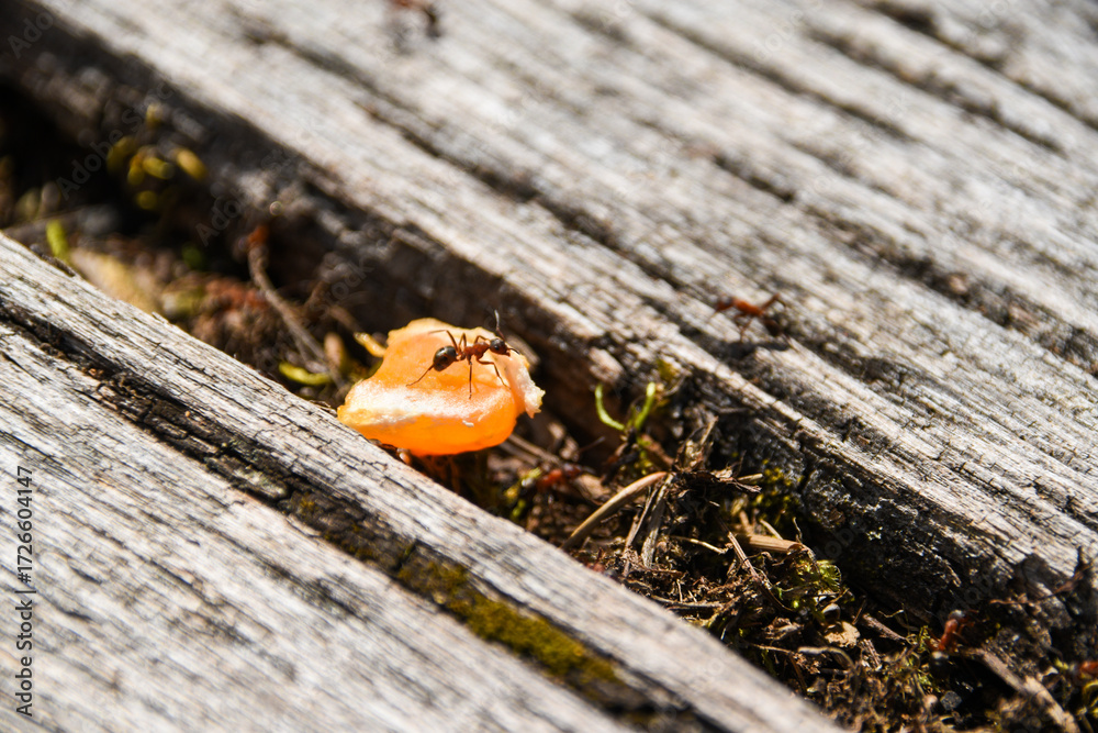 Fototapeta premium ants on a stump