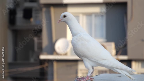 white dove in the park
