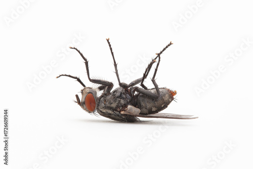 A fly on its back against solid white backdrop