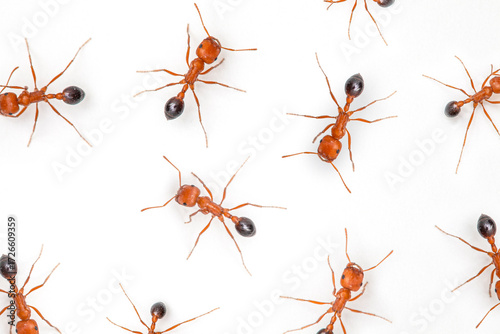Looking down on close-up view of ants scattered on white surface