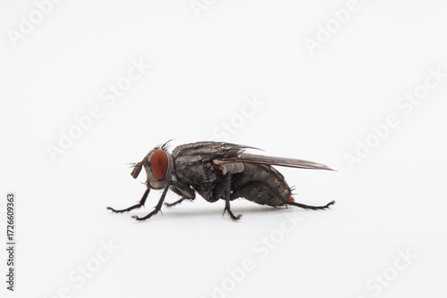 Portrait of a fly facing left on solid white backdrop