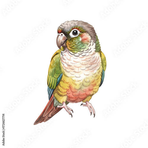 Green-cheeked Conure in Cinnamon